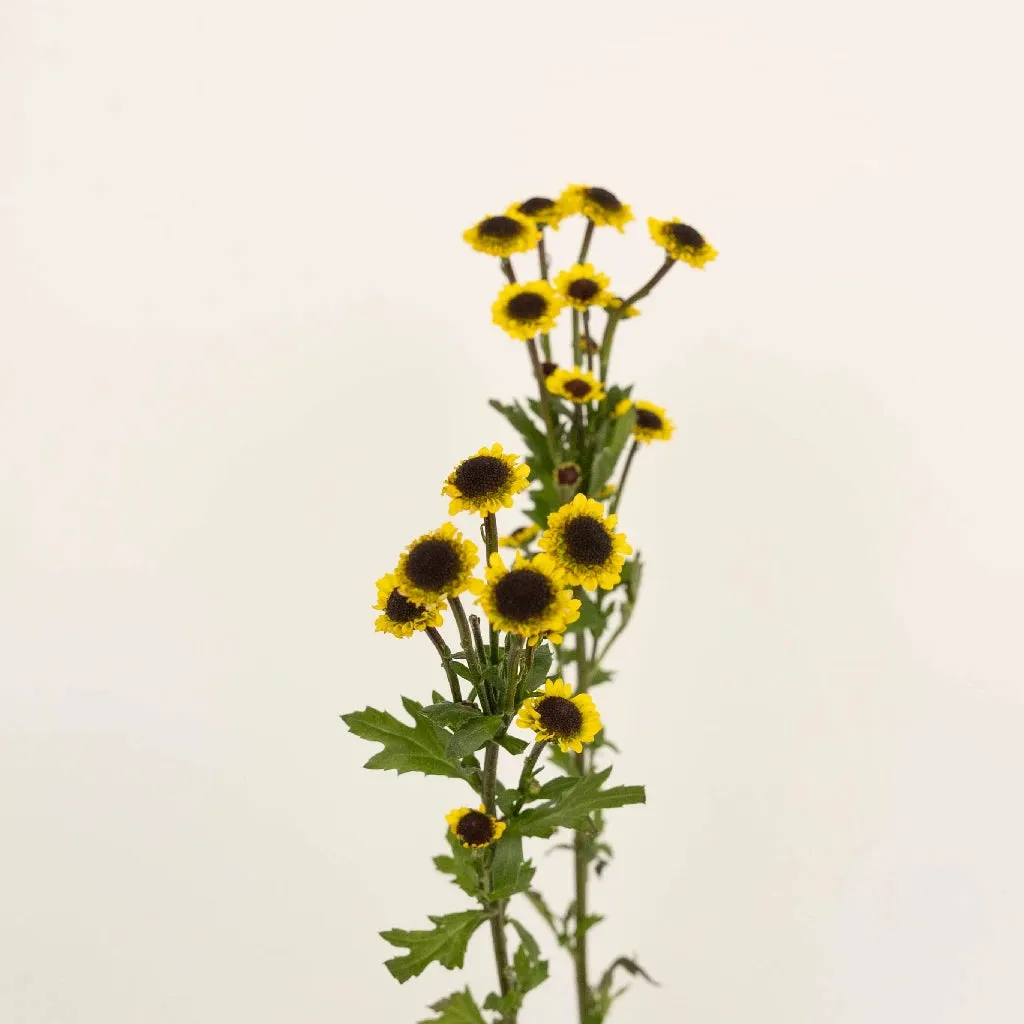 Mini Yellow Santini