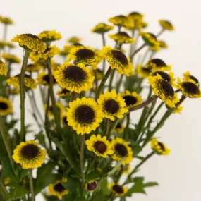 Mini Yellow Santini